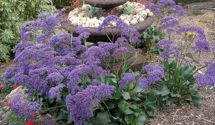 limonium