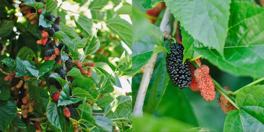 Arbori forestieri de Agud