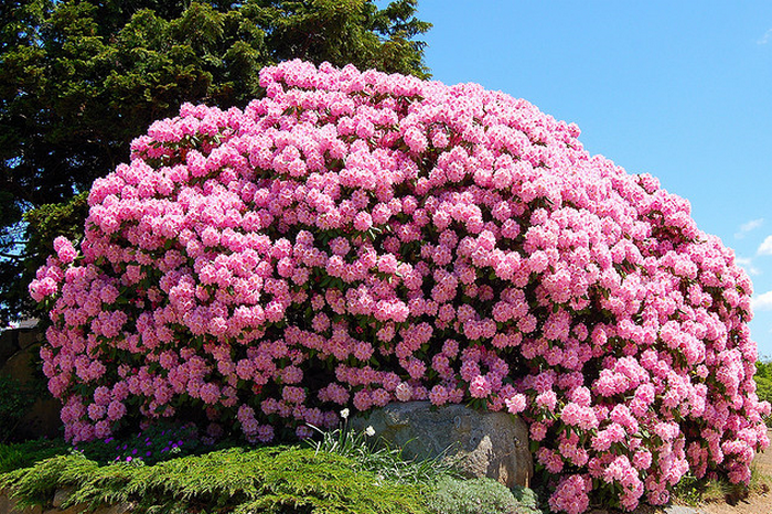 Rhododendron