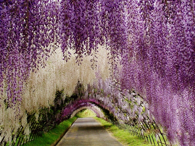 wisteria